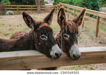 Pair of nice donkeys behind a wooden fence on sunset, in a farm near Elvas. A gracious star-shaped fortress city on the easternmost frontier of Portugal.