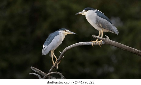 A pair of Night Herons sharing space on a branch