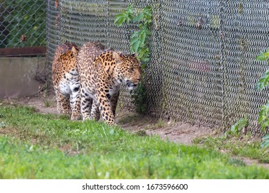 A pair of North Chinese Leopards  (Panthera pardus japonensis)