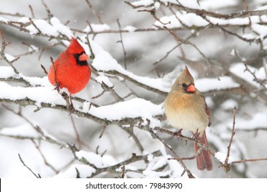 Pair of Northern Cardinal (cardinalis cardinalis) in a tree in a snow storm