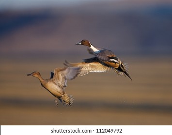 Pair Of Northern Pintail Ducks In Flight With Selective Focus On The Male's Head; Klamath Falls Basin National Wildlife Refuge; California / Oregon Border