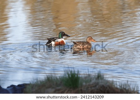 A pair of northern shovel ducks on the water, close-up