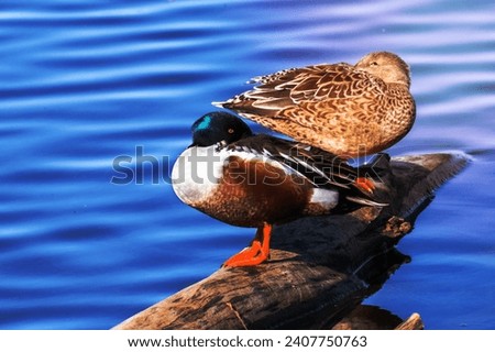 A pair of Northern Shovelers (Anas clypeata) resting on a log in a middle of a pond, Colusa Wildlife Refuge, Sacramento National Wildlife Refuge, California