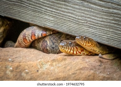 A Pair Of Northern Water Snakes Or Common Watersnakes (Nerodia Sipedon). Raleigh, North Carolina.