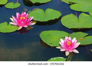 Pair of Nymphaea Tubtim Siam or Ellisiana Hardy Waterlilies Blooming in a Pond