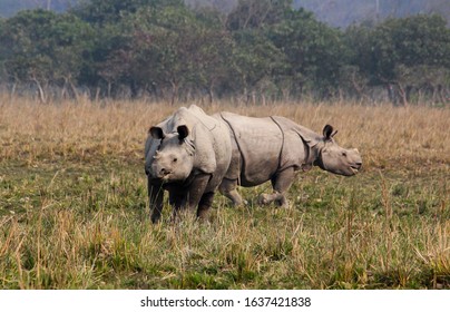  A Pair Of One Horn Rhino At Pobitora Wildlife Sanctuary .