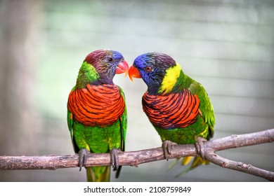 A Pair Of Ornate Lorikeet Birds Perched On A Branch