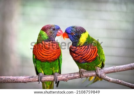 A pair of ornate lorikeet birds perched on a branch