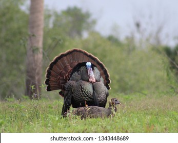 A Pair Of Osceola Turkeys