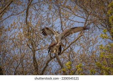 A Pair Of Osprey Mating In A Tree