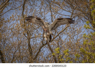 A Pair Of Osprey Mating In A Tree