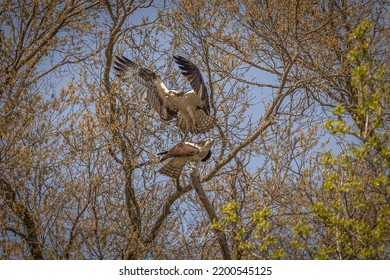 A Pair Of Osprey Mating In A Tree