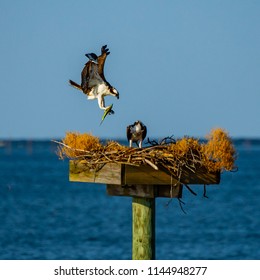 A Pair Of Osprey On The Chesapeake Bay In Virginia As One Arrives With A Fish In Its Talons.