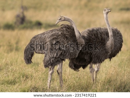 A pair of Ostrich in the Masai Mara grassland, Kenya