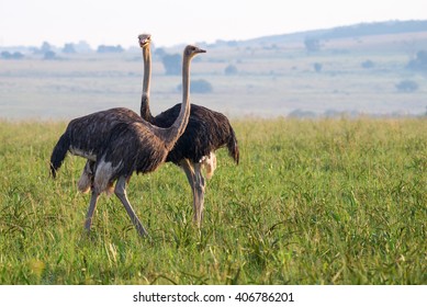 A pair of Ostriches standing close to each other with necks crossed in green grassland