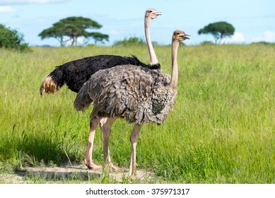 Pair of Ostriches, Tanzania, Africa