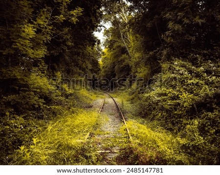 Foto Bild Bewachsener Waldweg Bäume