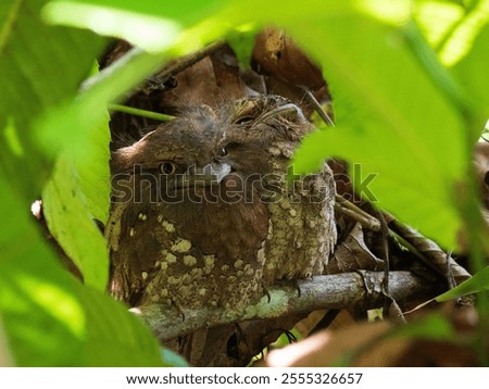 Similar – Foto Bild Two Blackbird chicks in a hidden nest