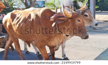 Pair of oxen on a yoke pulling a cart, moving.