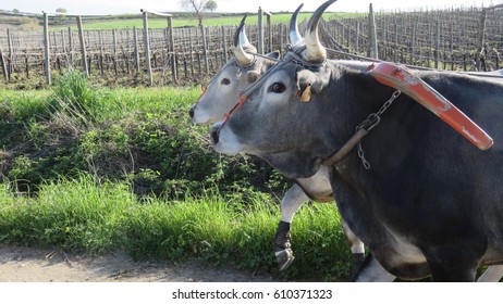 Pair Of Oxen With The Yoke