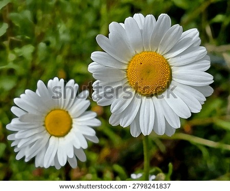A pair of Oxeye Daisy 