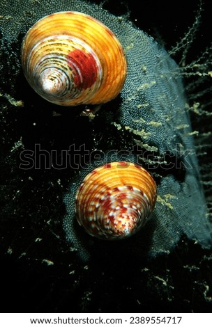 pair of painted top shells on kelp frond covered in a bryzoan called sea mat