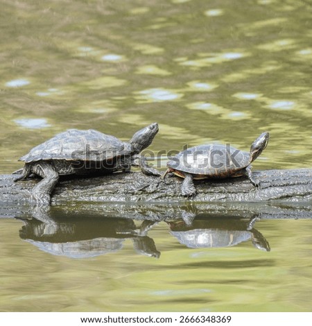 A pair of Painted Turtles bask in the sun at Catoctin Wildlife Preserve in Thermont Maryland. 