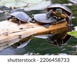 Pair of Painted Turtles (Chrysemys picta marginata) with their Reflection in the Water, Montreal, Canada