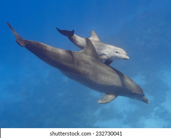 Pair (parent and child) wild bottlenose dolphins swimming in the deep blue sea near coral reef
