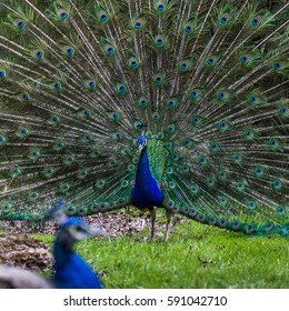 Pair Of Peacocks At Knowsley Safari Park.