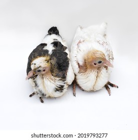 Baby Pigeon Images Stock Photos Vectors Shutterstock