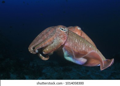 Pair Pharaoh Cuttlefish