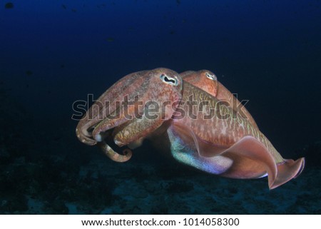 Pair Pharaoh Cuttlefish