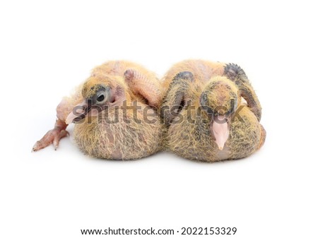 A pair of pigeon chicks close up look with selective focus on isolated white background
