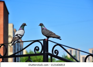 A Pair Of Pigeons Sit On A Steel Forged Fence. Family Relationships. Male And Female