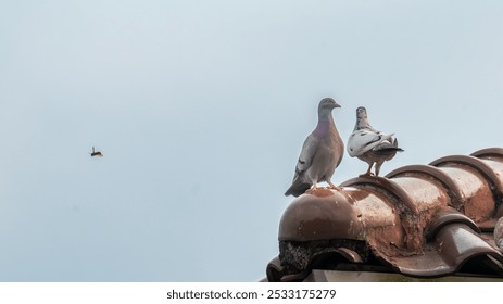 A pair of pigeons were perched on the roof. - Powered by Shutterstock