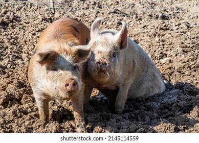 a pair of pigs in the mud in summer