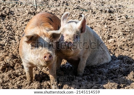 a pair of pigs in the mud in summer