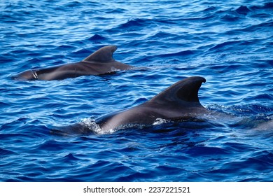 a pair of pilot whales - Shutterstock ID 2237221521