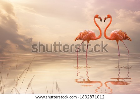 A pair of pink flamingos making a heart shape in reflection pond. Love concept. 