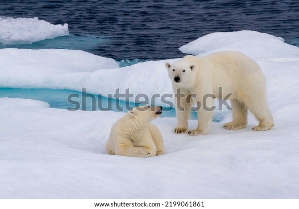 Pair of polar bears on\
ice floe in the Viscount Melville Sound, Nunavut, Canada high\
arctic polar region.