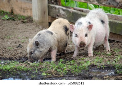 pair of pot bellied pigs A calm little piggy roots in the mud but his sibling looks a little stressed. 