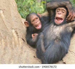 A Pair Of Primates Cheerful Chimpanzees Sitting On A Large Tree Trunk Are Laughing Very Fervently