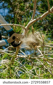 a pair of pruning shears cutting a pine branch with a silken nest of processionary caterpillars attached, showing pest control work carried out directly on an infested tree