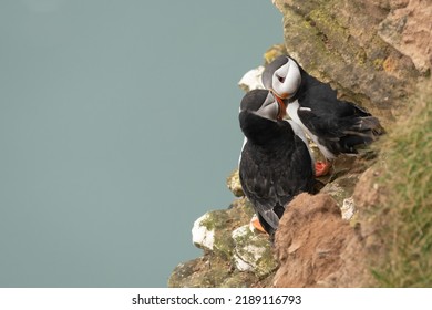 Pair of puffins nesting on the cliffs