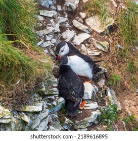 Pair Of Puffins  On A Cliff Ledge Snuggle Up To Each Other.