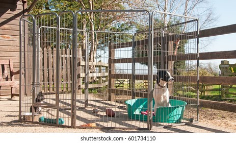 Pair Of Puppies In A Dog Pen