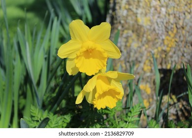 Pair of pure yellow daffodils