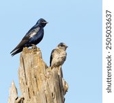 A pair of Purple Martin Swallows.