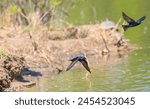 Pair of purple martins flying over a lake in spring.